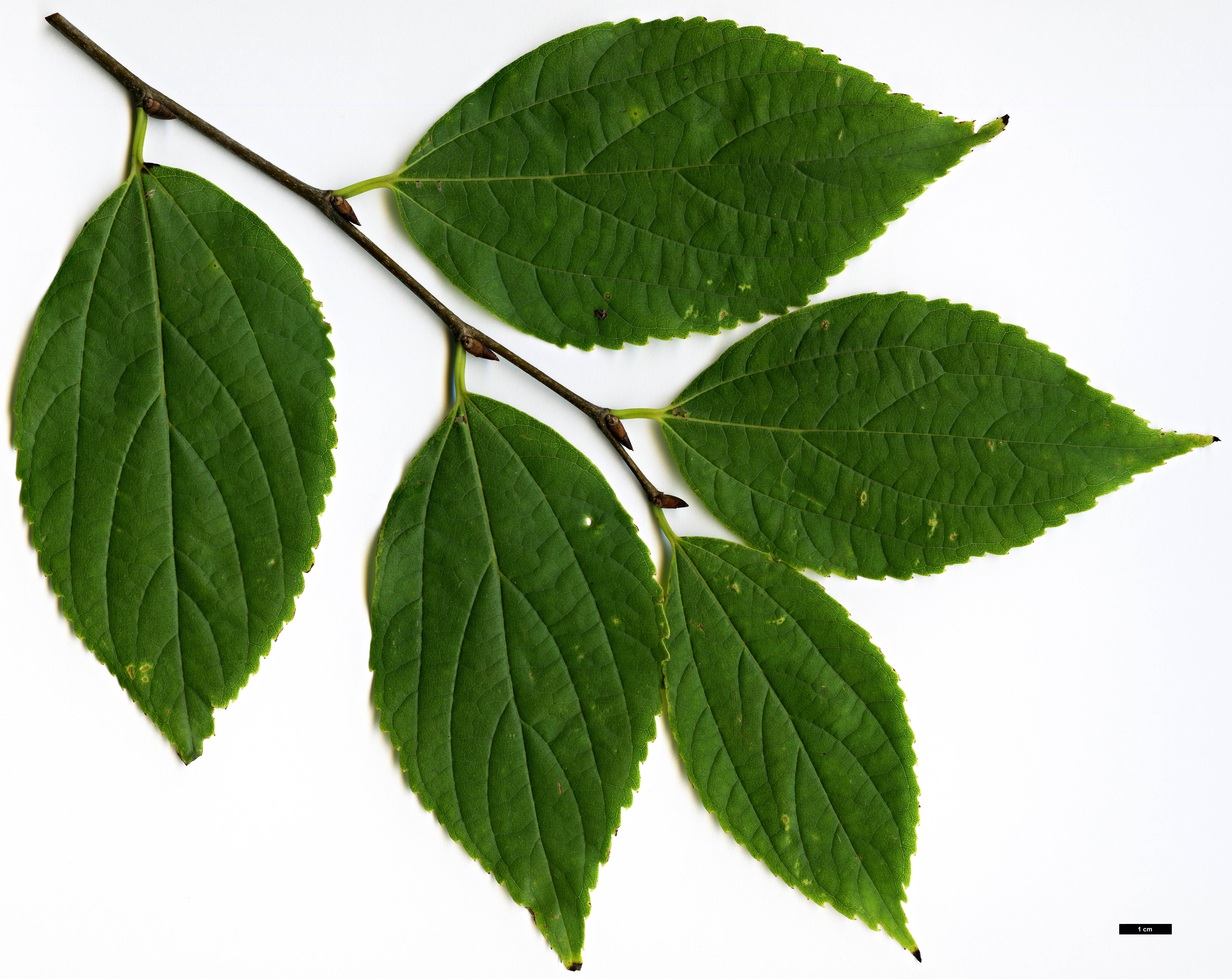 High resolution image: Family: Cannabaceae - Genus: Celtis - Taxon: vandervoetiana